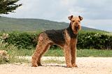AIREDALE TERRIER 355